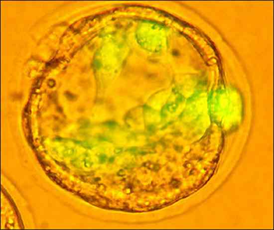 Embryonic Stem Cell.jpg